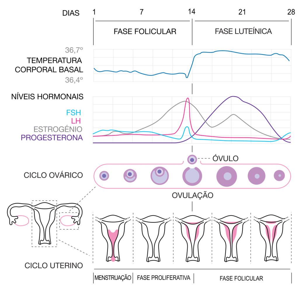 O Que A Progesterona Fetalmed Medicina Fetal Curitiba